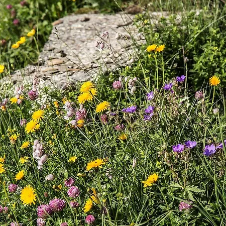 Steinroeschen * 芙露姆赛山