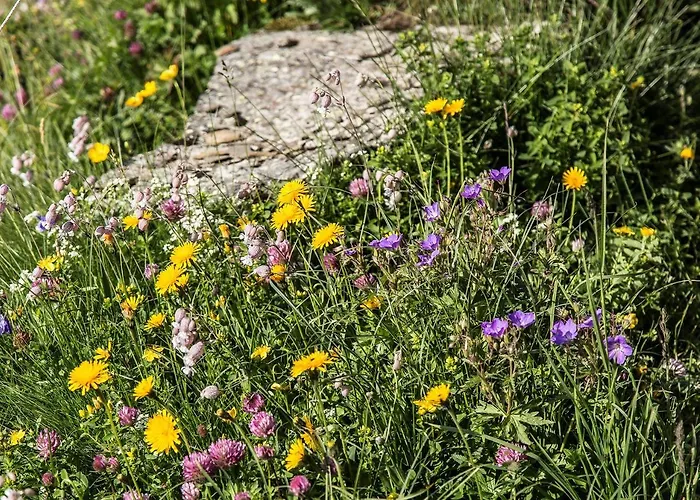 Steinroeschen * 芙露姆赛山
